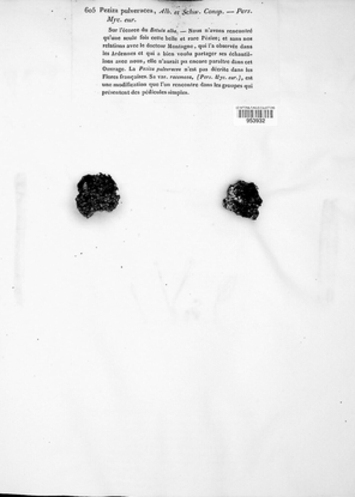 Proliferodiscus image